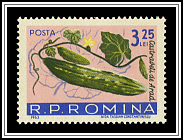 Cucumbers