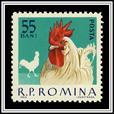 White Leghorn