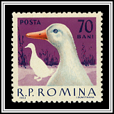 Duck