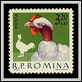 Hen