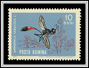 Ammophila Sabulosa