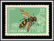 Scolia Maculata Maculata