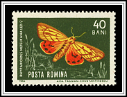 Rhyparioides Metelkana