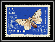 Lymantria Dispar
