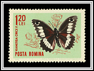 Kanetisa Circe