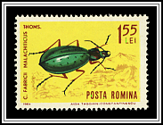 Carabus Fabricii Malachticus