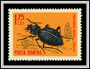 Procerus Gigas