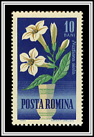 Nicotiana Alata
