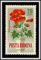 Pelargonium