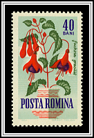 Fuschia Gracilis