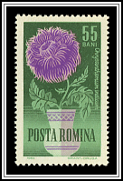 Chrysanthemum Indicum