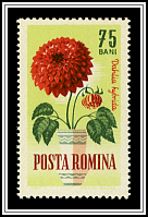 Dahlia Hybrida