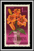 Lilium Croceum