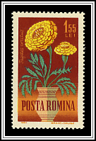 Tagetes Erecta