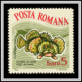 Scorpaena Porcus