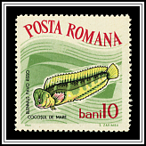 Blennius Pavo