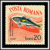 Trachurus Mediterraneus