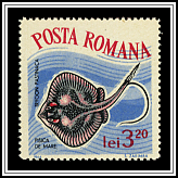 Dasyatis Pastinaca