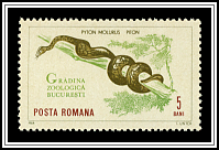 Python Molurus