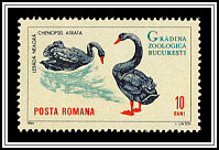 Chenopsis Atratus