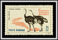 Struthio Camelus
