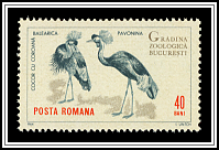 Balearica Pavonina
