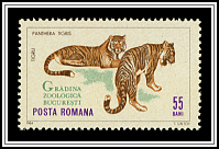 Panthera Tigris