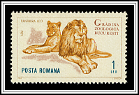 Panthera Leo
