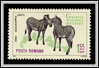 Dolichohippus Grevyi