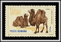 Camelus Bactrianus