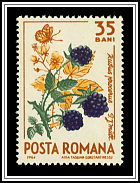 Rubus Procerus
