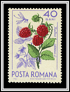 Rubus Idaeus