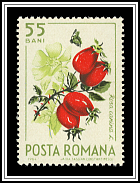 Rosa Canina