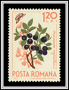 Vaccinium Myrtillus
