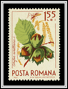 Corylus Avellana