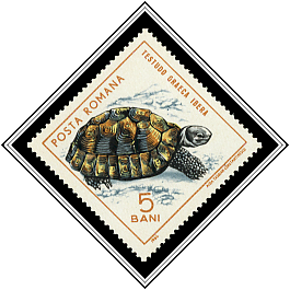 Testudo Graeca