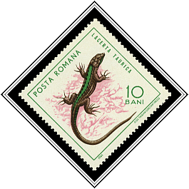 Lacerta Taurica