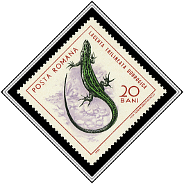 	Balkan Green Lizard (Lacerta trilineata dobrogica)