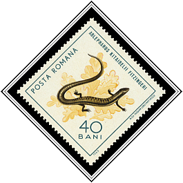 European Copper Skink (Ablepharus kitaibelii fitzingeri)