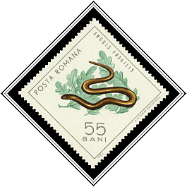 Common Slow Worm (Anguis fragilis)