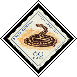 Horned Viper (Vipera ammodytes)