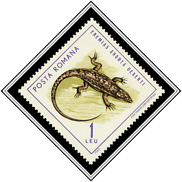 Steppe Runner (Eremias arguta deserti)