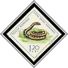 Meadow Viper (Vipera ursinii)