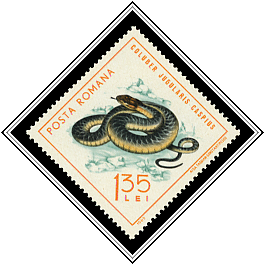Caspian Whipsnake (Coluber jugularis caspius)