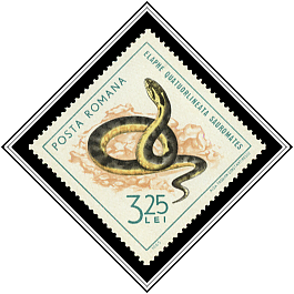 Four-lined Snake (Elaphe quatuorlineata)