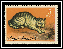 European Cat