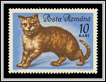 European Cat