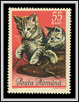 American Shorthair
