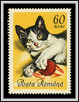 American Wirehair