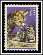 European Cat